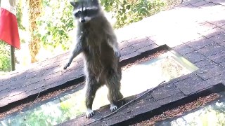 Mama raccoon teaches baby to climb tree