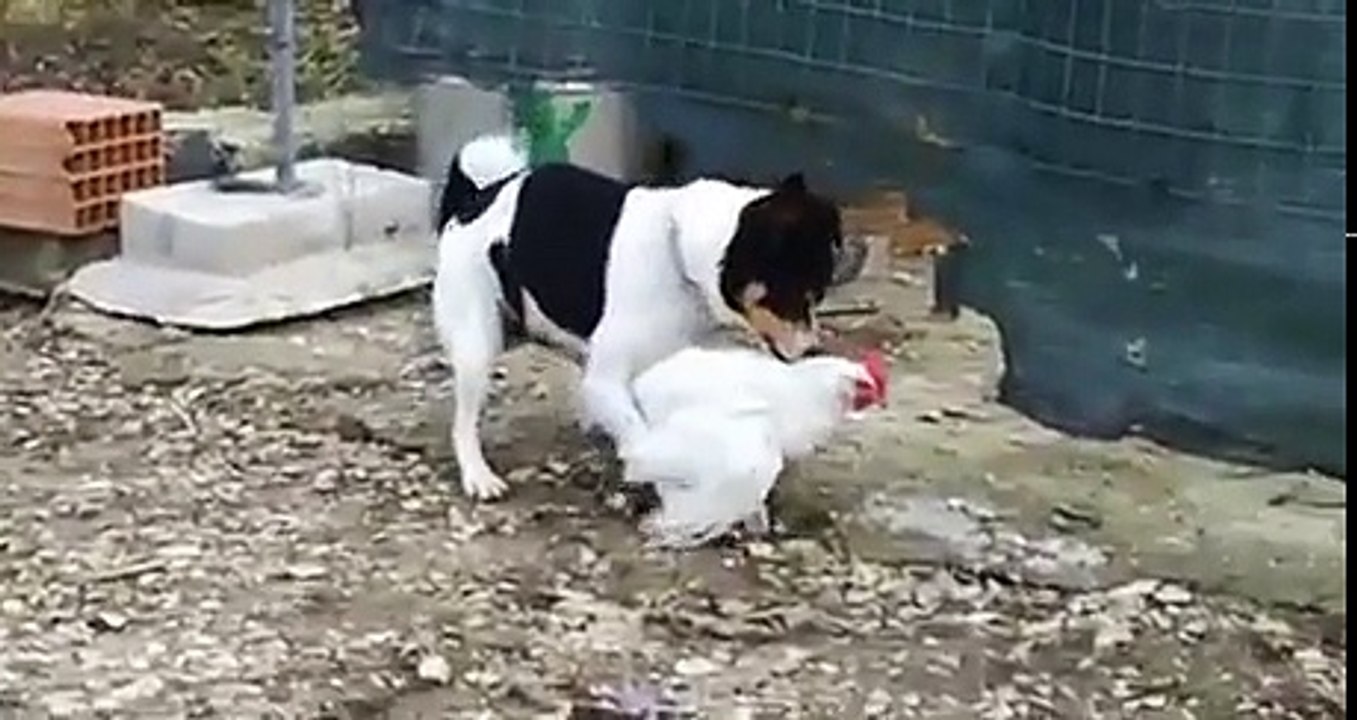 Desesperado