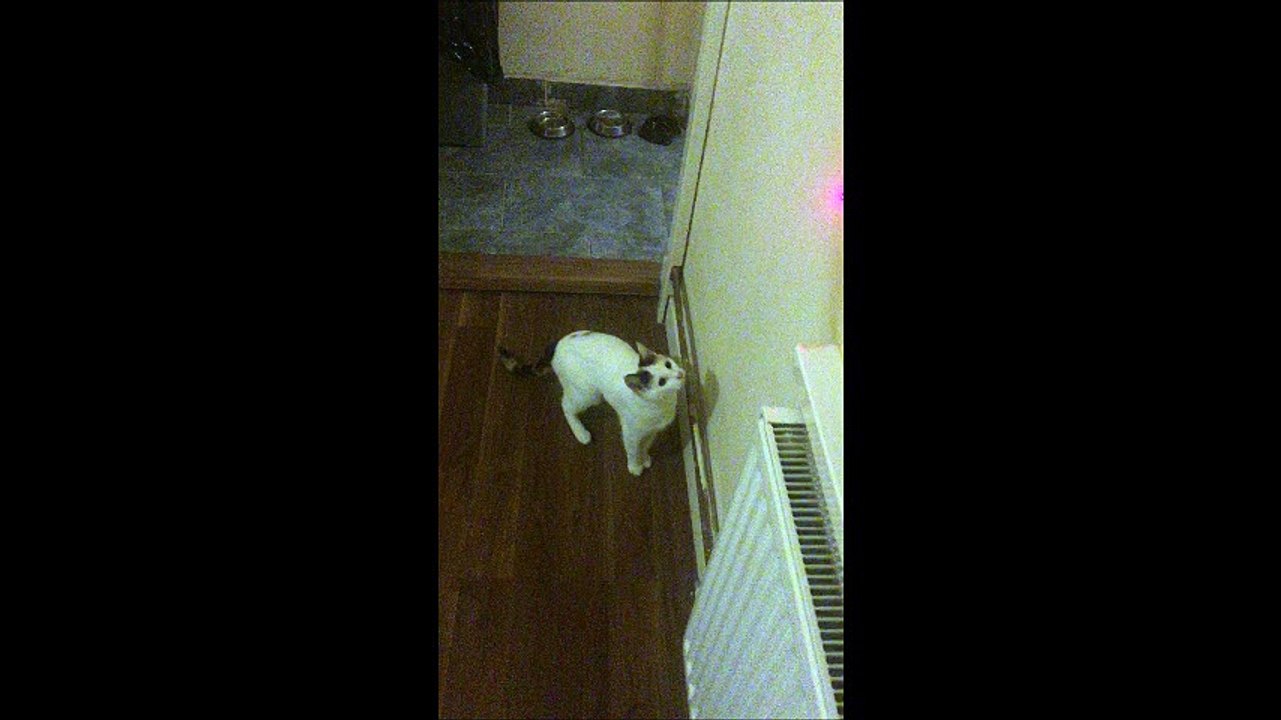 cats
