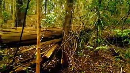 Murder Files With Martin Kemp S01E08 The Backpacker Killer