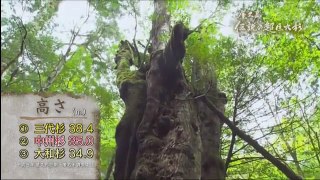大捜索ドキュメント！　屋久島“伝説の超巨大杉” 2017年08月15日