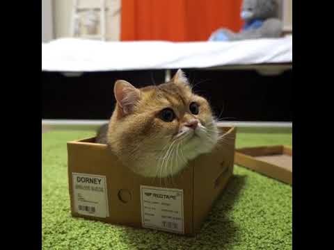 Adorable Kitten Plays With New Box