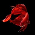 Betta fishes - The professional dancers in the water world.
