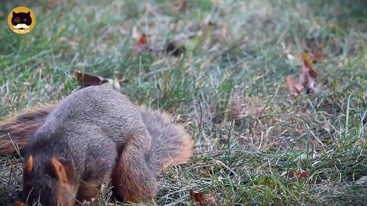 ENTERTAINMENT VIDEO FOR CATS. Birds and Squirrels for Cats to Watch.