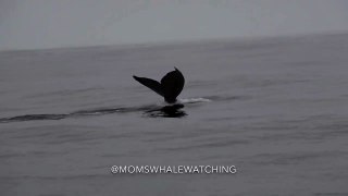Humpback Whales Breaching in Monterey Bay-tdHlqsY41jc