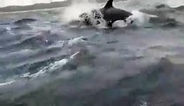 Orcas Hunt Humpback Whale, Delighting Tourists-CkHxb9Abvr0