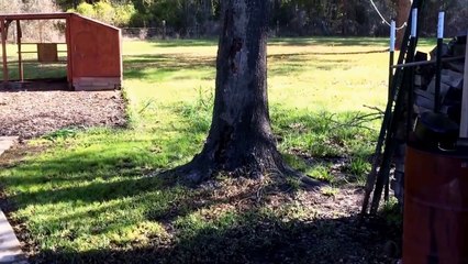 Man Cutting Down A Tree Doesn t Realize That His Wife Has Big Plans For The Stump