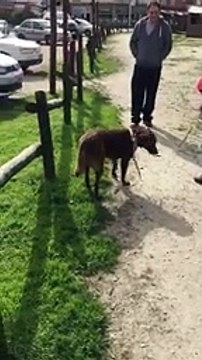 Un chien retrouve son maître après plus de 2 ans de séparation et c'est très émouvant !