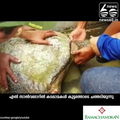 കടലാമകള്‍ കൂട്ടത്തോടെ ചത്തടിയുന്നു....