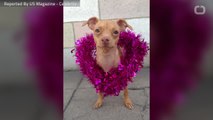 Meet the Dog Whose Fans Include Lady Gaga, Reese Witherspoon