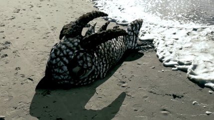 Strange Sea Creature Washed Up In Sand Path
