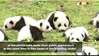 Cute Alert! 36 Panda Cubs Born in 2017 Make Public Appearance