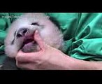 Tokyo's baby panda turns three months old