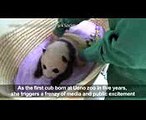 Tokyo zoo releases video of 'fluffy' baby panda