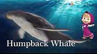 Bad Baby Crying and Learn SEA Animals & Masha Finger Family Song Collectio