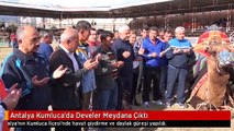 Antalya Kumluca'da Develer Meydana Çıktı