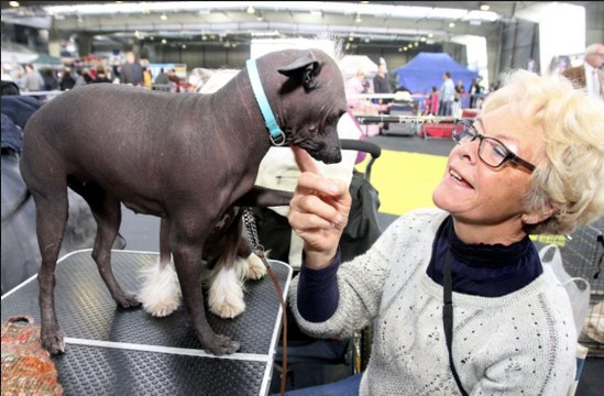Exposition canine : des chiens vedettes à Tarbes