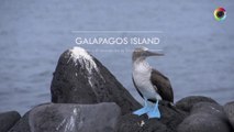 TellyVision 60 seconds series - Galapagos Islands, Wildlife Paradise