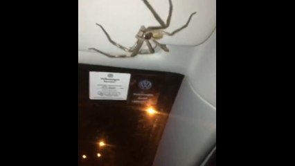 En conduisant, elle se rend compte qu'elle a un passager clandestin terrifiant au plafond... Terrifiant