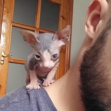Quoi de mieux qu'un bon massage par un petit chat Sphynx... Adorable