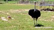 Top 10 Biggest Birds In The World - Top List | Daily Funny | Funny Video | Funny Clip | Funny Animals