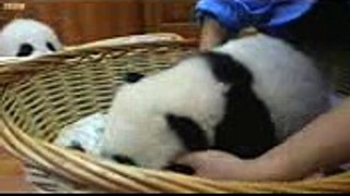 Baby Twin Pandas - Panda Babies - BBC Earth (2)