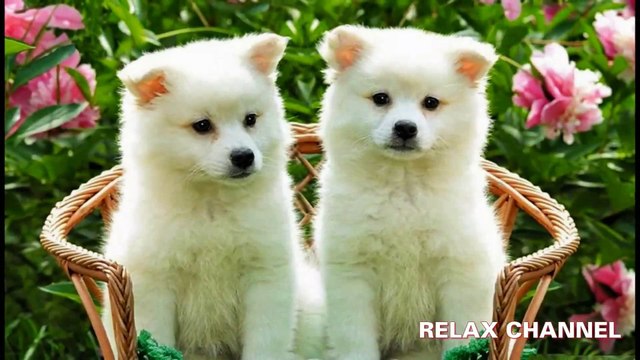 Top 10 Ugliest Animals In The World - Most Animals Of All Time | Daily Funny | Funny Video | Funny Clip | Funny Animals