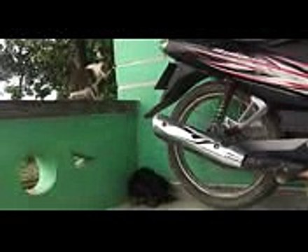 2018 ✿ ❀ ❁ 2018 MAH000482