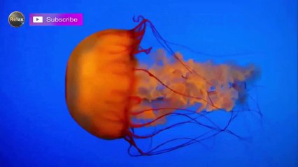 Top 50 The Most Satisfying Video In The World - Life Awesome 2016 - oddly satisfying video 2016 | Daily Funny | Funny Video | Funny Clip | Funny Animals