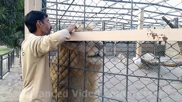 LIVE: Incredible Lions Show - Lion Attacks & Lion Hunting Fail & Lion Save Animals