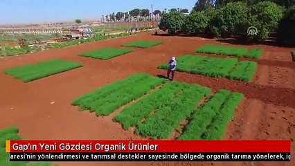 Gap'ın Yeni Gözdesi Organik Ürünler