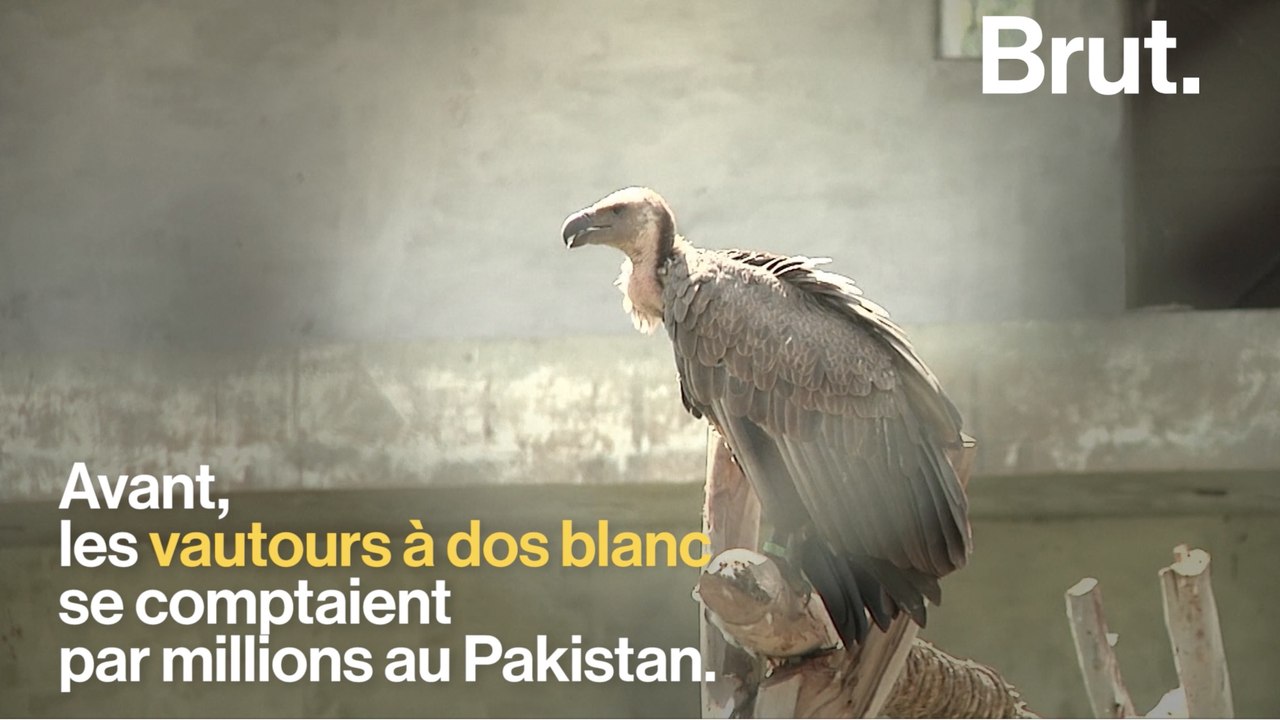 Les vautours vont-ils bientôt disparaître ?