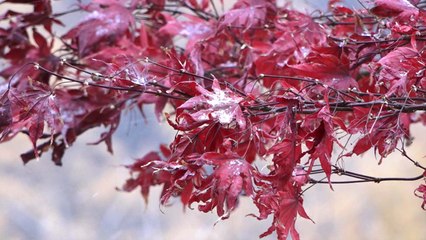 [영상] 겨울을 알리는 도심 속 눈! / YTN