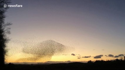 Spectacular starling murmuration creates giant mushroom shape