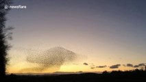 Spectacular starling murmuration creates giant mushroom shape