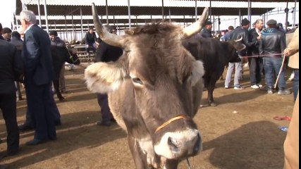 İthal Et Hayvan Satışlarını Durdurdu