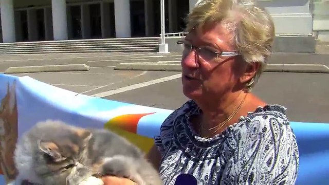 Maryvonne, éleveuse chats à Chambery, nous présente son chat persan.