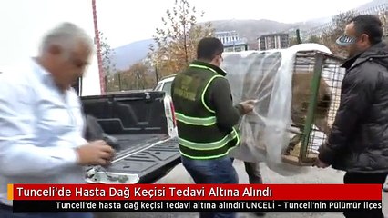 Tunceli'de Hasta Dağ Keçisi Tedavi Altına Alındı