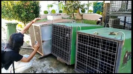 Begini Alasan Warga Serahkan 4 Beruang Madu ke BKSDA Kalbar