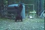 Un ours se fouette l'entrejambe avec un tuyau