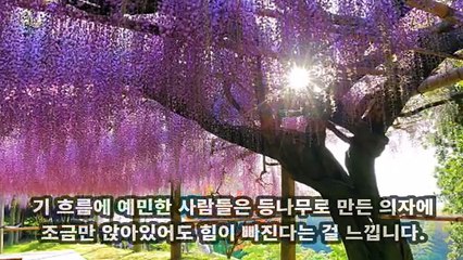 집안에 두면 재앙을 부르는 식물 3가지 + 1 [풍수인테리어, 식물편]