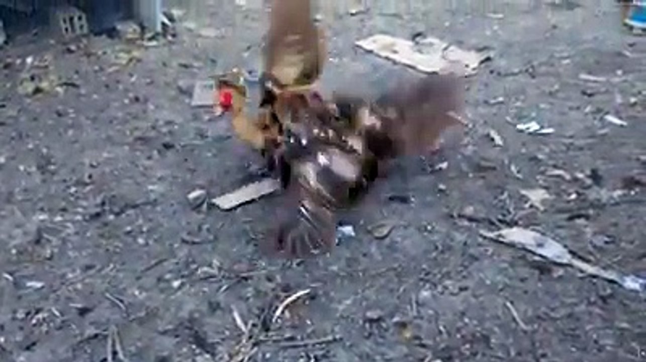 Muscovy ducks male fighting by Taimoor...
