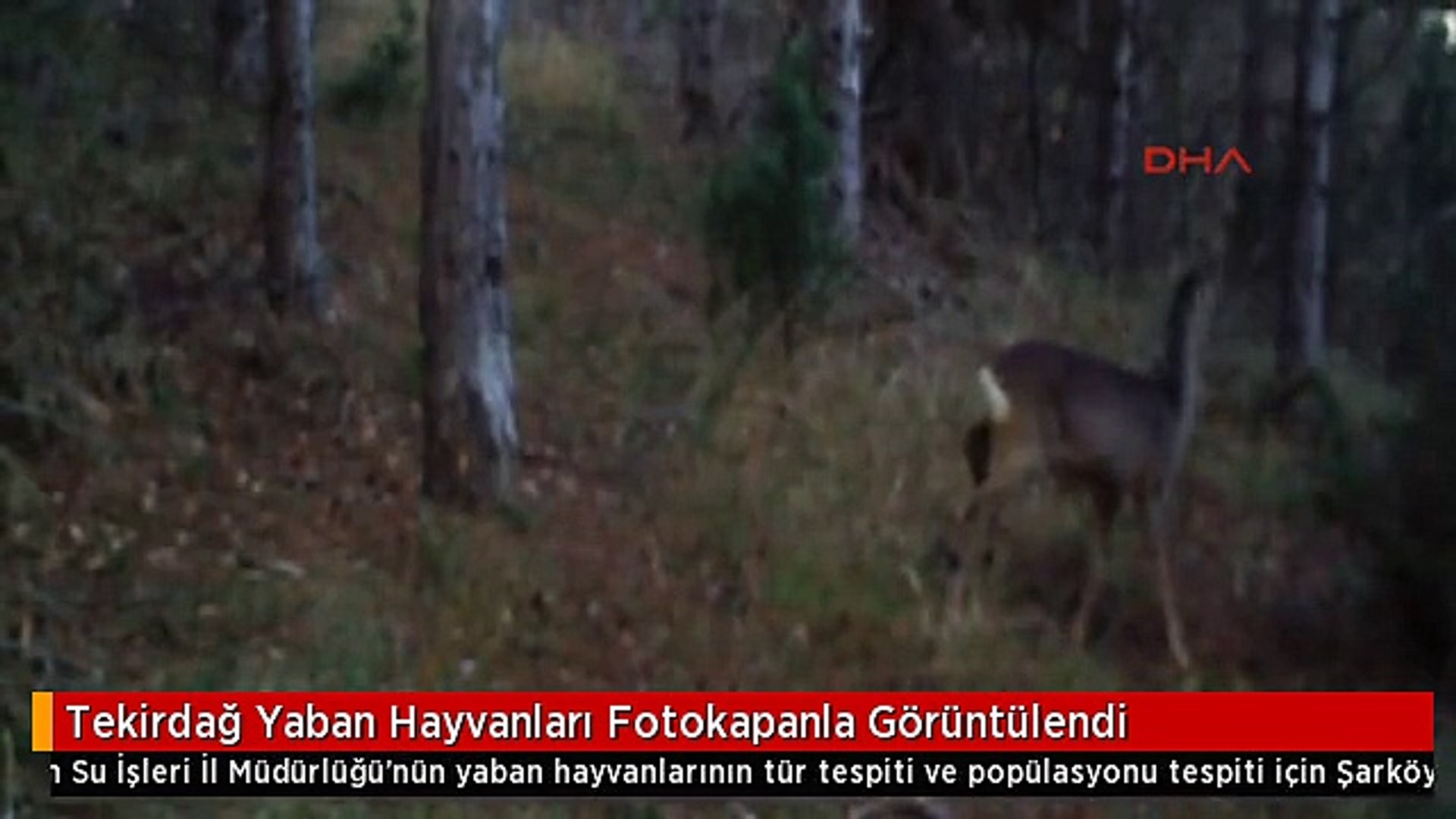 Tekirdağ Yaban Hayvanları Fotokapanla Görüntülendi
