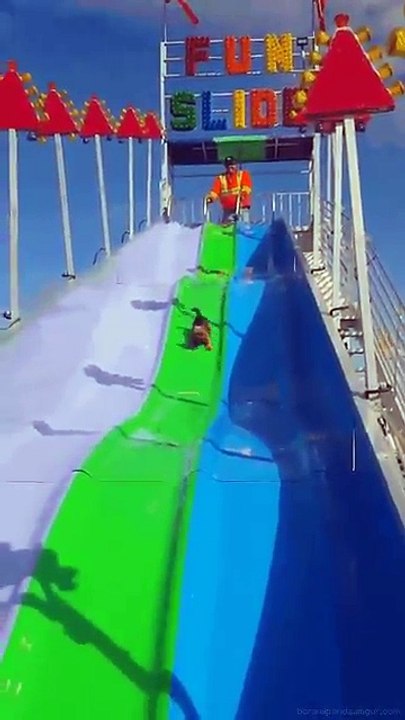 Aqua Park Hastası Köpek
