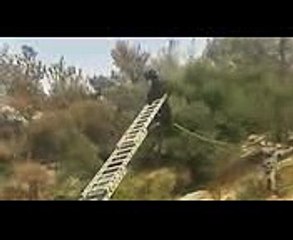 Ozzy Man Reviews Goat on a Power Line