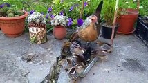 Silver dutch bantam hen with chicks by Taimoor...