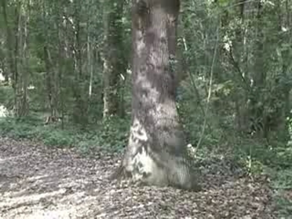 Rallye dentaire niçois 2007 - Santa Team 2° partie