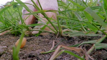 Deadly 60.s03e21.Parasites