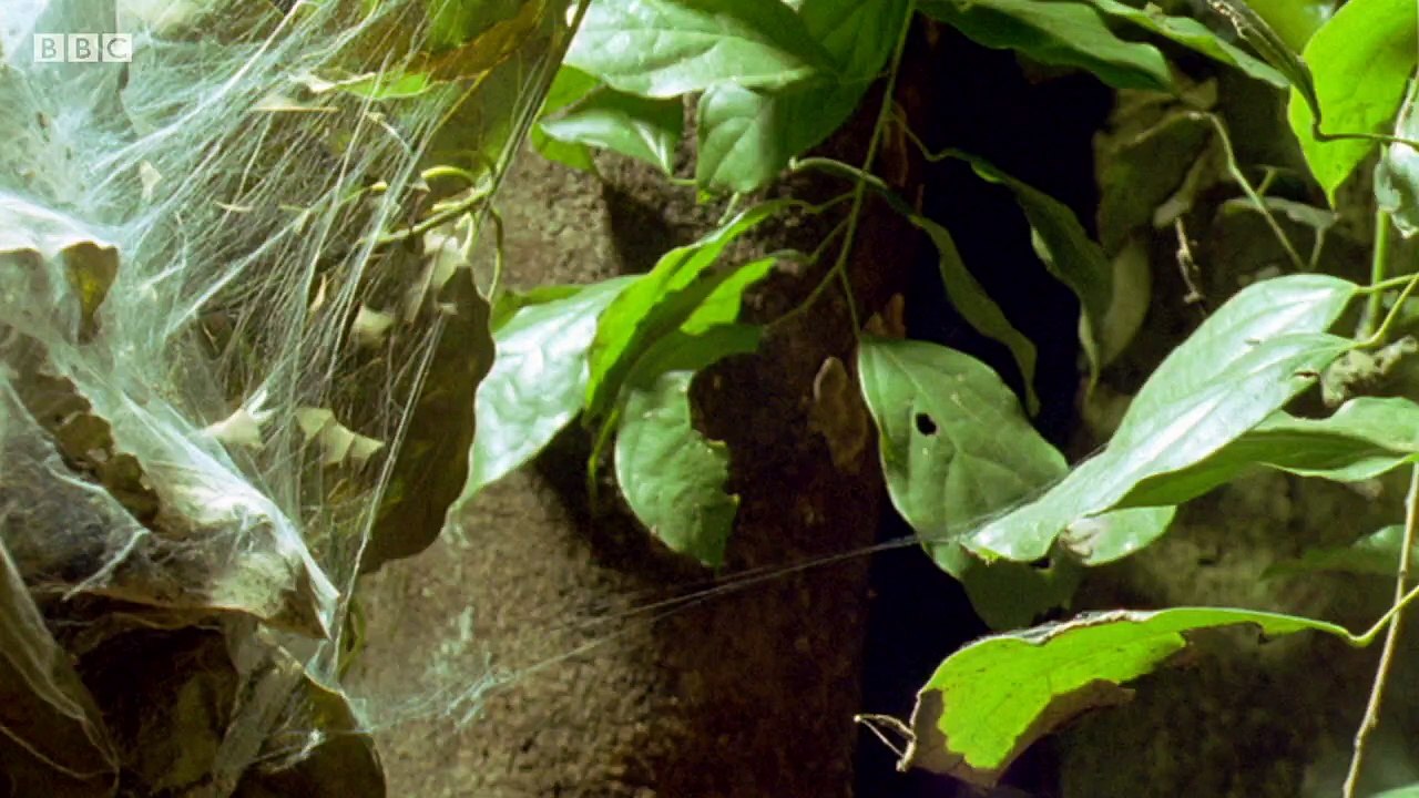 Deadly 60.s03e20.Killer Shots