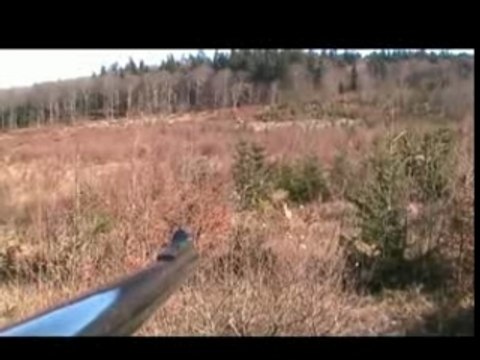 chasse chevreuil/sanglier